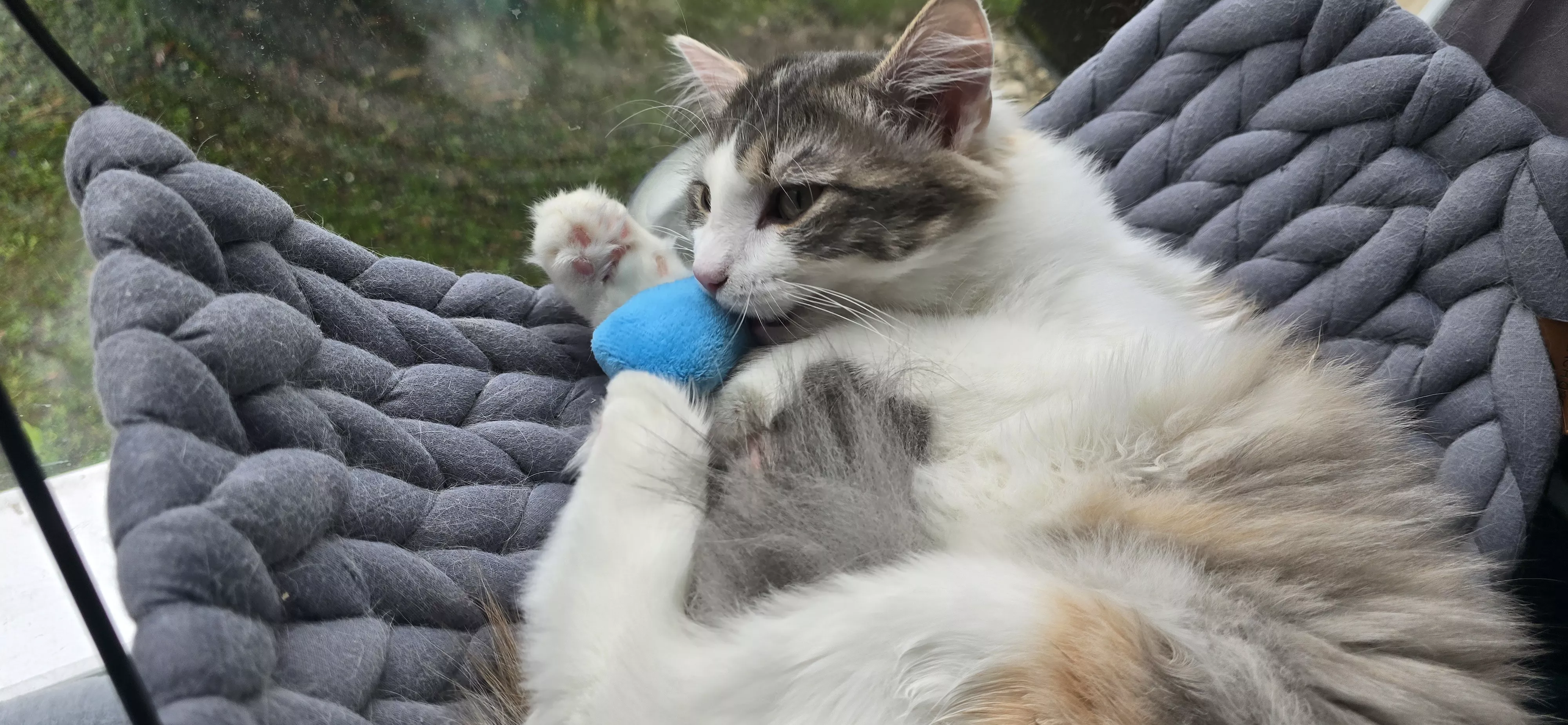 Mon chat mignon